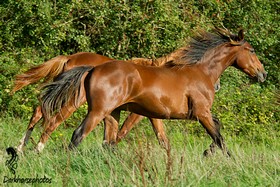 Photo du cheval
